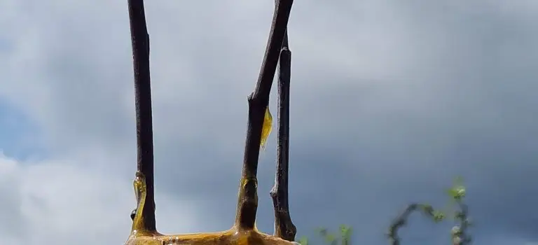 Veredlungskurs beim OGV Haiterbach