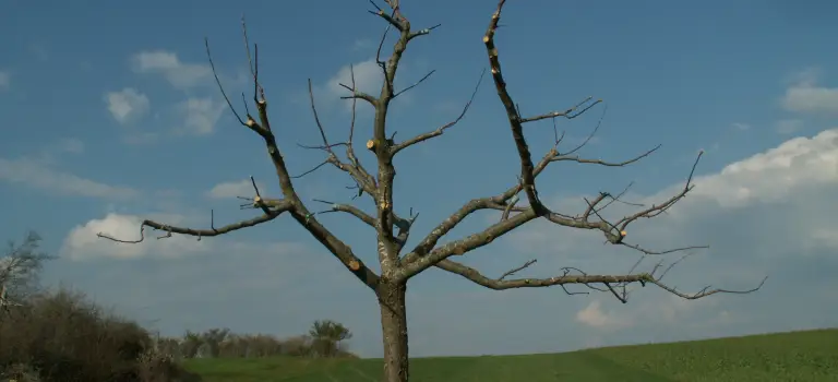 Veredlungskurs für Obstbäume
